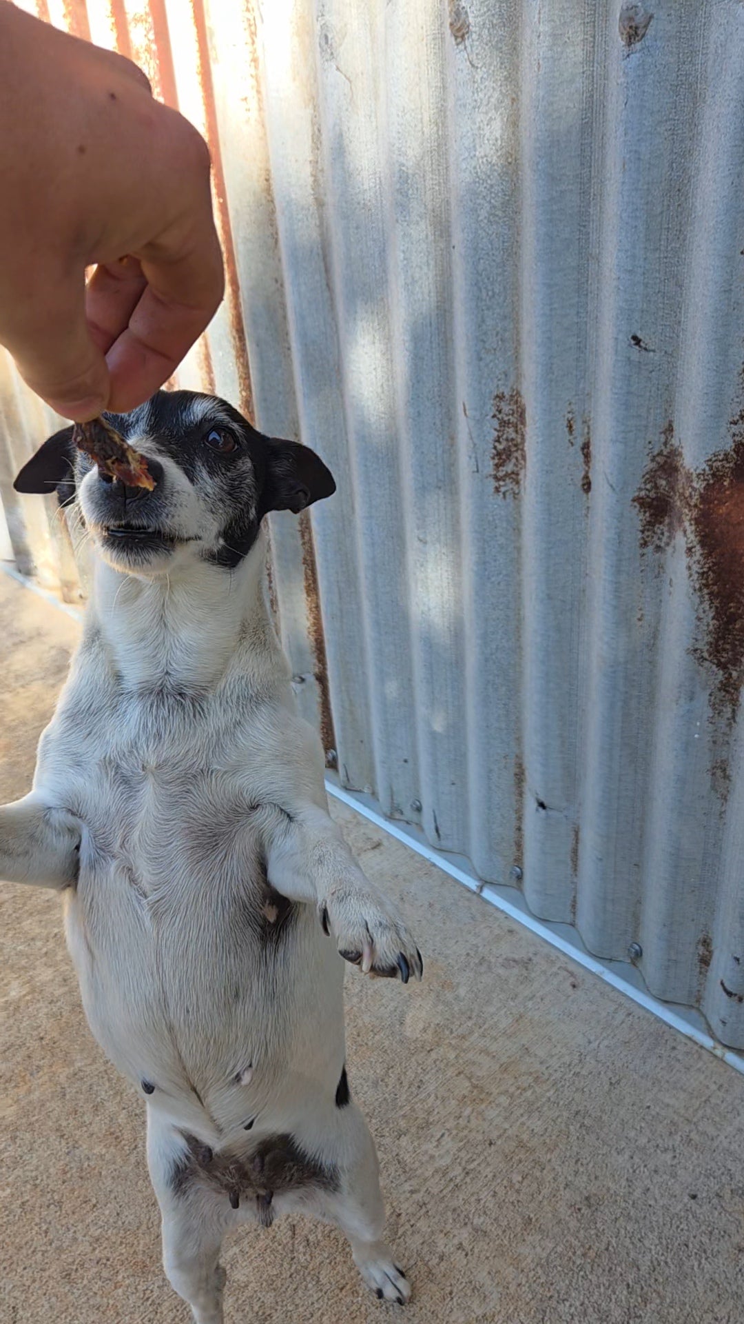 Pet's Jerky